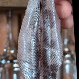 Mehikari Greeneyes Nigiri 2pc